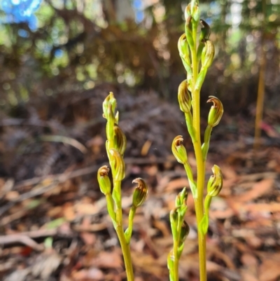 Speculantha multiflora (Tall Tiny Greenhood) at Cotter River, ACT - 31 Jan 2023 by LukeMcElhinney