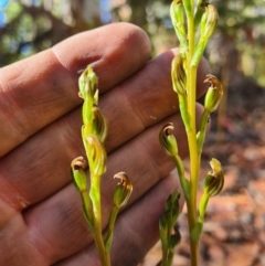 Speculantha multiflora at Cotter River, ACT - 1 Feb 2023