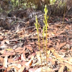 Speculantha multiflora at Cotter River, ACT - 1 Feb 2023