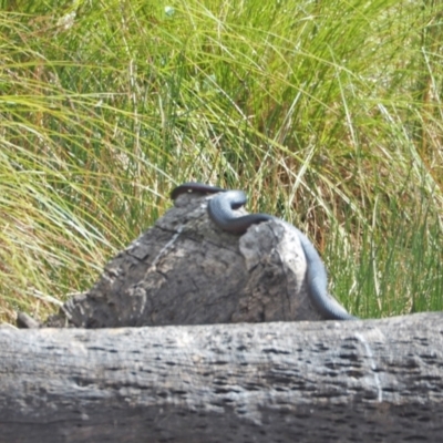 Pseudechis porphyriacus (Red-bellied Black Snake) at Molonglo Valley, ACT - 2 Feb 2023 by wombey