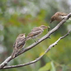 Lalage tricolor (White-winged Triller) at Whitlam, ACT - 3 Feb 2023 by wombey