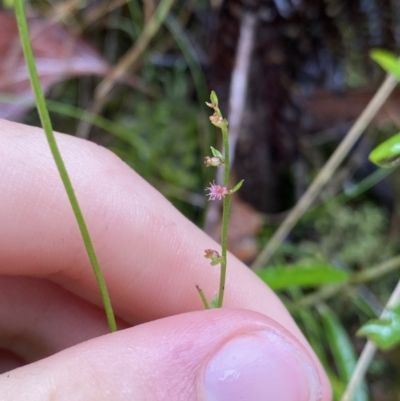 Gonocarpus tetragynus (Common Raspwort) at Namadgi National Park - 29 Jan 2023 by Ned_Johnston