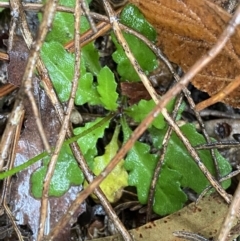 Lagenophora stipitata at Cotter River, ACT - 30 Jan 2023