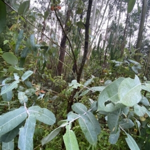 Eucalyptus globulus subsp. bicostata at Cotter River, ACT - 30 Jan 2023 09:58 AM