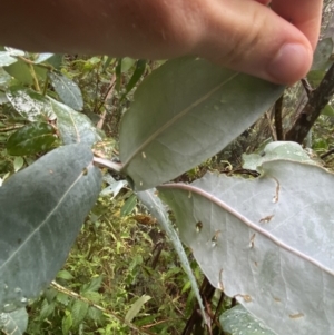 Eucalyptus globulus subsp. bicostata at Cotter River, ACT - 30 Jan 2023 09:58 AM