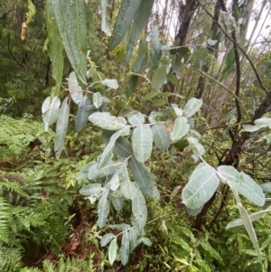 Eucalyptus globulus subsp. bicostata at Cotter River, ACT - 30 Jan 2023