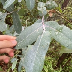 Eucalyptus globulus subsp. bicostata at Cotter River, ACT - 30 Jan 2023 09:58 AM