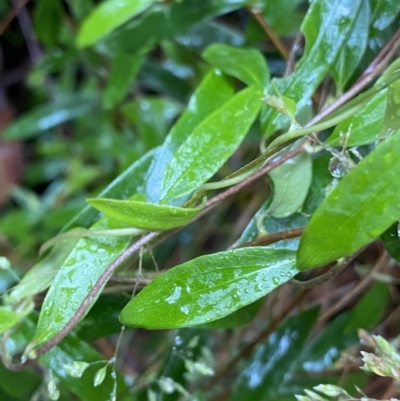 Billardiera macrantha (Mountain Appleberry) at Namadgi National Park - 29 Jan 2023 by Ned_Johnston