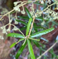 Astrotricha ledifolia (Common Star-hair) at Cotter River, ACT - 29 Jan 2023 by Ned_Johnston