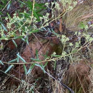 Astrotricha ledifolia at Cotter River, ACT - 30 Jan 2023