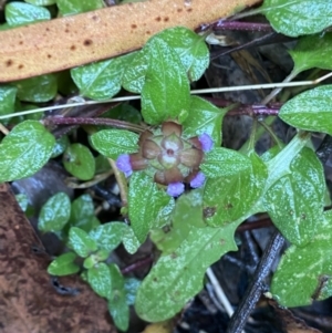 Prunella vulgaris at Cotter River, ACT - 30 Jan 2023 09:48 AM