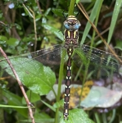 Austroaeschna pulchra (Forest Darner) at Namadgi National Park - 30 Jan 2023 by Ned_Johnston