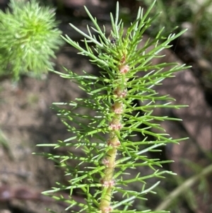 Myriophyllum crispatum at Windellama, NSW - 2 Feb 2023 04:48 PM