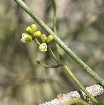 Cassytha glabella (Slender Devil's Twine) at Goulburn Mulwaree Council - 2 Feb 2023 by JaneR