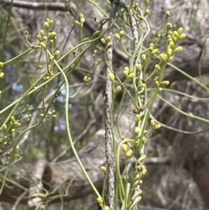 Cassytha glabella at Lower Boro, NSW - 2 Feb 2023