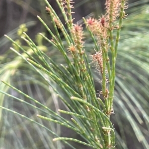 Allocasuarina luehmannii at Lower Boro, NSW - 2 Feb 2023