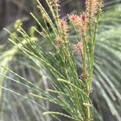 Allocasuarina luehmannii (Bulloak) at Lower Boro, NSW - 2 Feb 2023 by JaneR