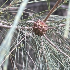 Allocasuarina luehmannii at Lower Boro, NSW - 2 Feb 2023