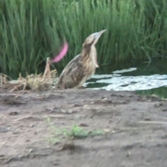 Botaurus poiciloptilus (Australasian Bittern) at Willbriggie, NSW - 2 Feb 2023 by Darcy
