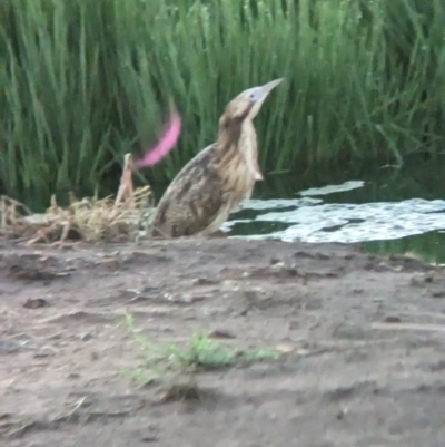 Botaurus poiciloptilus (Australasian Bittern) at Willbriggie, NSW - 1 Feb 2023 by Darcy