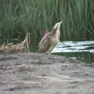 Botaurus poiciloptilus at suppressed - 2 Feb 2023