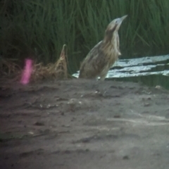 Botaurus poiciloptilus at suppressed - 2 Feb 2023