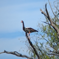 Anseranas semipalmata (Magpie Goose) at Lake Wyangan, NSW - 1 Feb 2023 by Darcy