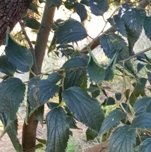 Celtis australis at Watson, ACT - 2 Feb 2023