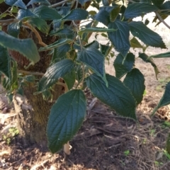 Celtis australis at Watson, ACT - 2 Feb 2023 07:21 PM