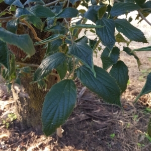 Celtis australis at Watson, ACT - 2 Feb 2023 07:21 PM