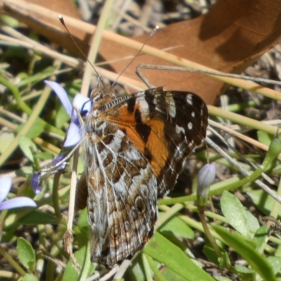 Vanessa kershawi (Australian Painted Lady) at Borough, NSW - 1 Feb 2023 by Paul4K