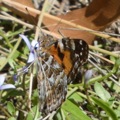 Vanessa kershawi (Australian Painted Lady) at Borough, NSW - 31 Jan 2023 by Paul4K