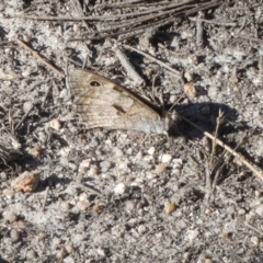 Geitoneura klugii (Marbled Xenica) at Borough, NSW - 2 Feb 2023 by Paul4K