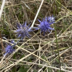 Eryngium ovinum (Blue Devil) at Fraser, ACT - 3 Feb 2023 by SteveBorkowskis