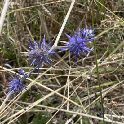 Eryngium ovinum (Blue Devil) at Fraser, ACT - 3 Feb 2023 by SteveBorkowskis