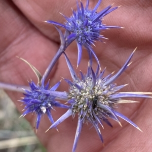 Eryngium ovinum at Fraser, ACT - 3 Feb 2023 03:08 PM