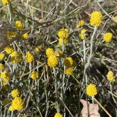 Calocephalus citreus (Lemon Beauty Heads) at Dunlop Grasslands - 2 Feb 2023 by Steve_Bok