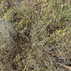 Calocephalus citreus at Fraser, ACT - 3 Feb 2023