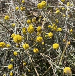 Calocephalus citreus at Fraser, ACT - 3 Feb 2023