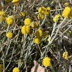 Calocephalus citreus at Fraser, ACT - 3 Feb 2023