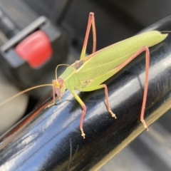 Caedicia simplex (Common Garden Katydid) at Dunlop, ACT - 3 Feb 2023 by SteveBorkowskis