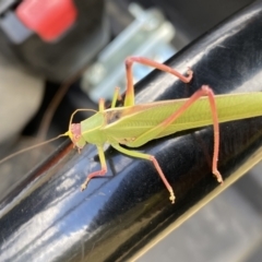 Caedicia simplex at Dunlop, ACT - 3 Feb 2023