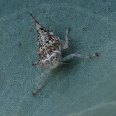 Brunotartessus fulvus (Yellow-headed Leafhopper) at Bicentennial Park - 3 Feb 2023 by Paul4K