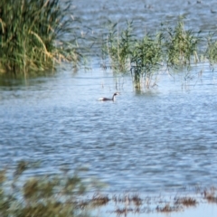 Podiceps cristatus (Great Crested Grebe) at Lake Wyangan, NSW - 1 Feb 2023 by Darcy