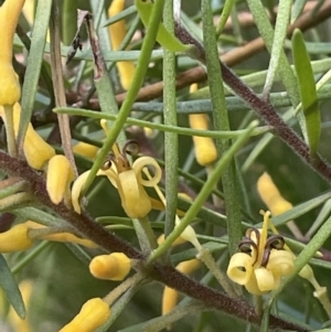 Persoonia linearis at Lower Boro, NSW - 2 Feb 2023