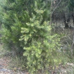 Persoonia linearis at Lower Boro, NSW - 2 Feb 2023 03:07 PM