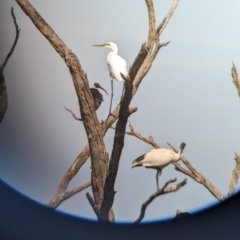 Ardea alba at Lake Wyangan, NSW - 2 Feb 2023