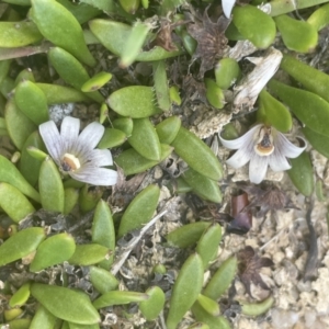 Selliera radicans at Tarago, NSW - 2 Feb 2023