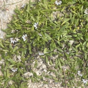 Selliera radicans at Tarago, NSW - 2 Feb 2023