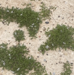 Selliera radicans at Tarago, NSW - 2 Feb 2023